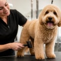 The Essential Role of Pet Grooming in Indianapolis